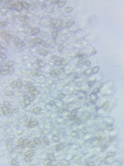 Inocybe pallidicremea