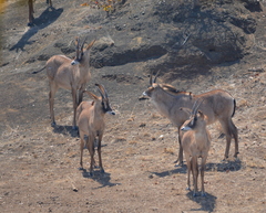 Hippotragus equinus equinus