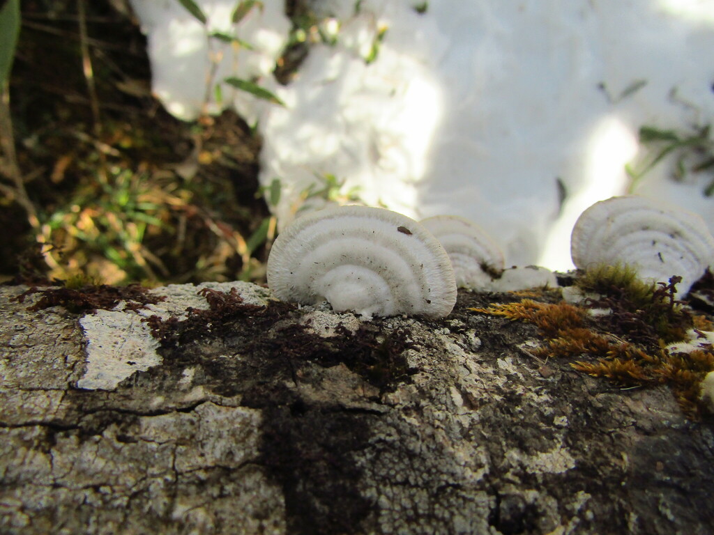 Trametes · March 2023 · photo: © geologyistheway (iNaturalist, cc-by)
