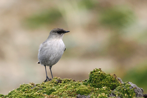 Dark-faced Ground-Tyrant (Muscisaxicola maclovianus)