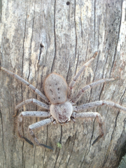 Isopeda canberrana