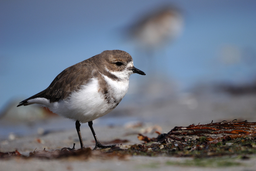 Two-banded Plover