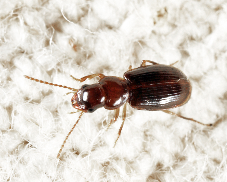 Acupalpus hydropicus