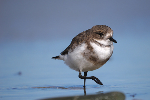 Two-banded Plover (Anarhynchus falklandicus)