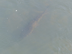 Steindachneridion melanodermatum