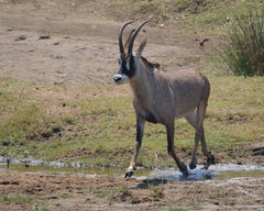 Hippotragus equinus equinus