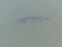 Steindachneridion melanodermatum