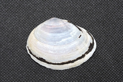 Nuttallia japonica observed 2023-03-12