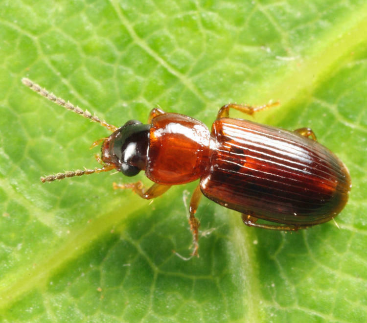 Impoverished Harp Ground Beetle