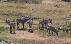 Hippotragus equinus equinus