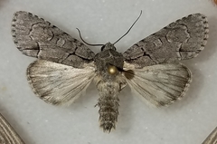 Acronicta radcliffei