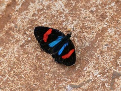 Callicore hydaspes