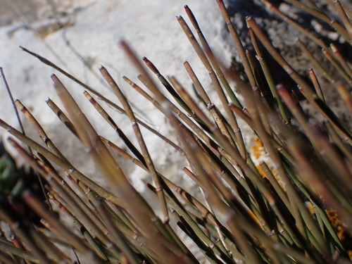 Image of Ephedra nebrodensis by (c) Louis Aureglia, some rights reserved (CC BY)