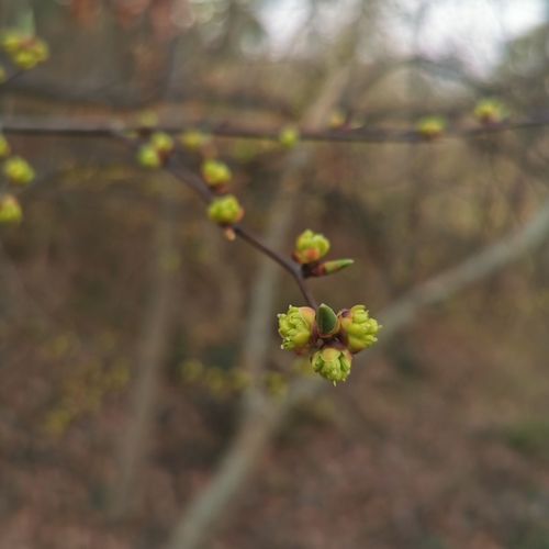 Lindera rubronervia
