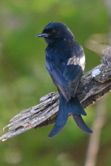 Dicrurus adsimilis fugax