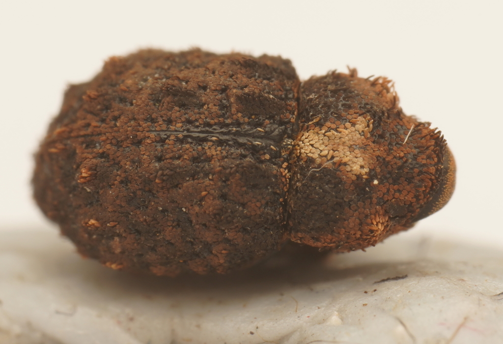 Exithius conspiciendus