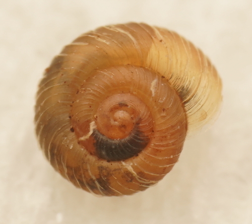 Paralaoma hobarti observed 2023-03-11