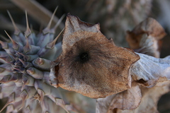 Ceropegia gordonii image