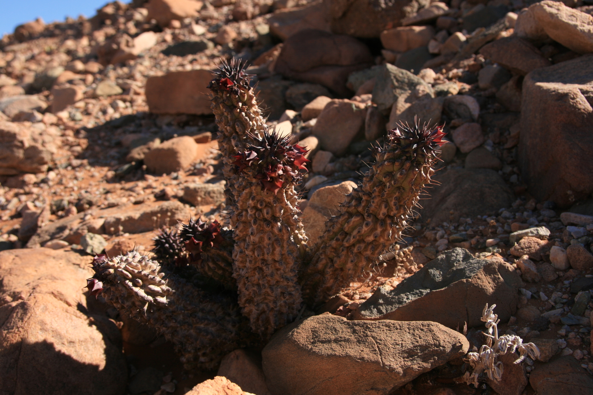 Hoodia officinalis ssp. delaetiana