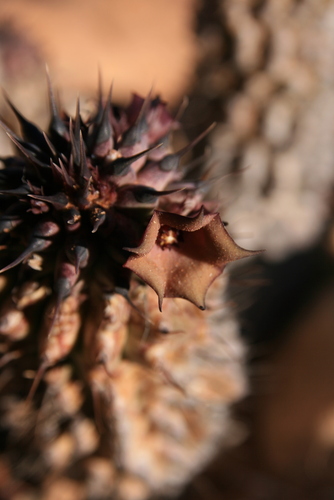 Hoodia delaetiana (Dinter) Plowes 3
