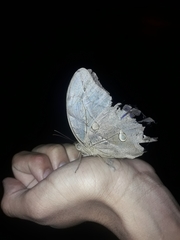 Eryphanis automedon