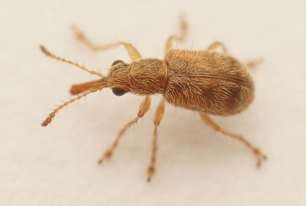 Metopum bryophagum