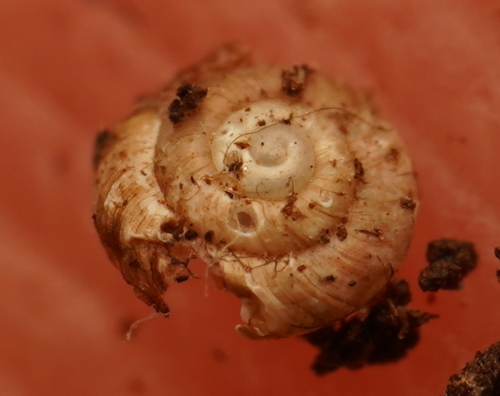 Paralaoma hobarti observed 2023-03-12