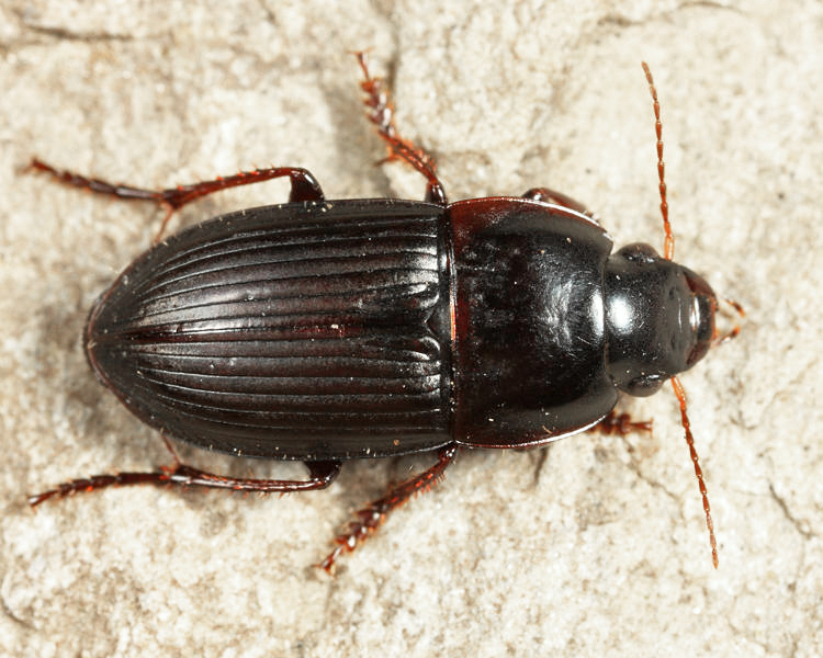 Anisodactylus merula