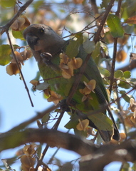 Poicephalus cryptoxanthus cryptoxanthus