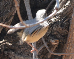 Sylvietta rufescens pallida