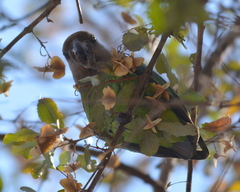 Poicephalus cryptoxanthus cryptoxanthus