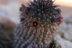 Ceropegia officinalis subsp. delaetiana image