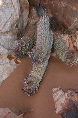 Ceropegia officinalis subsp. delaetiana image