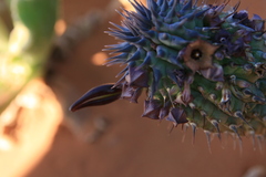 Ceropegia officinalis subsp. delaetiana image