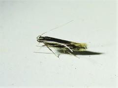 Eralea albalineella