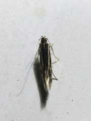 Eralea albalineella