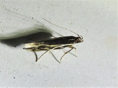 Eralea albalineella