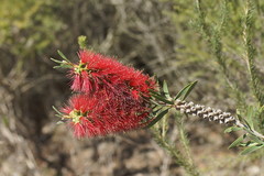 Melaleuca pachyphylla