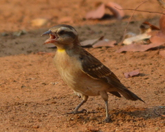 Gymnoris superciliaris