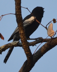 Melaniparus niger ravidus