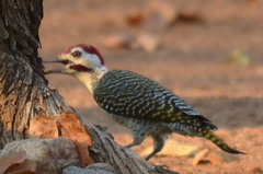 Campethera bennettii