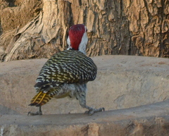 Campethera bennettii