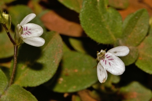 Justicia anagalloides image