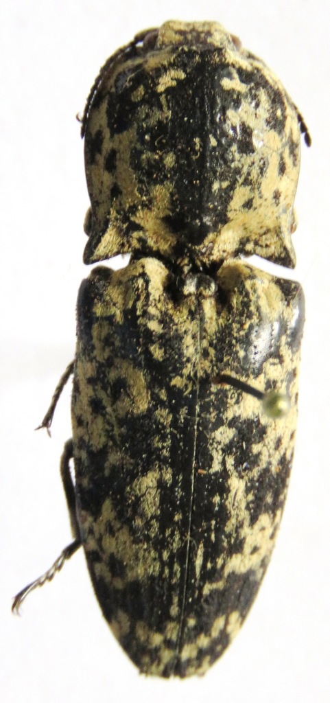 Cryptalaus sculptus