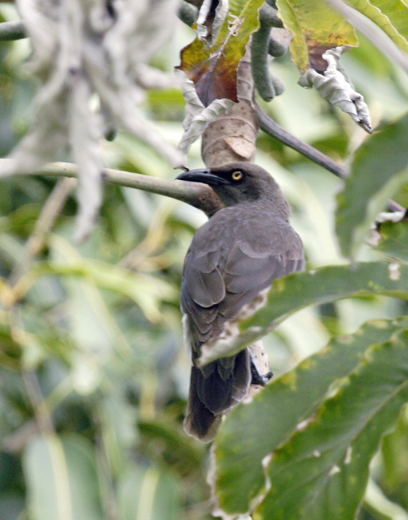 Rarotonga Starling (Aplonis cinerascens) photo