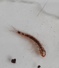 Polyplectropus