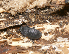Dendarus coarcticollis