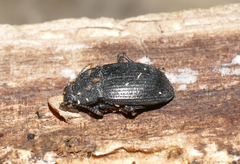 Dendarus coarcticollis