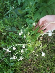 Clerodendrum indicum