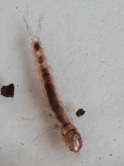 Polyplectropus